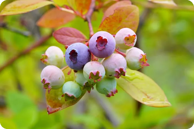 카페인 프리 건강 음료 추천 보기