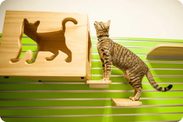 고양이 발 마사지의 효과와 방법은