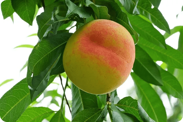 복부 비만 해결책과 건강한 삶 실현법은