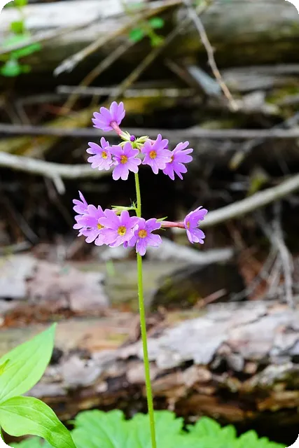 스트레스 해소법으로 마음의 평화 찾기