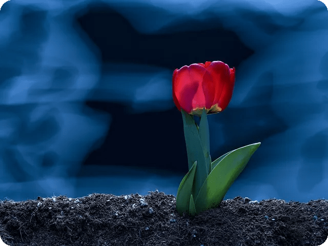 식이섬유 다이어트 한국 음식으로 효과 두 배?