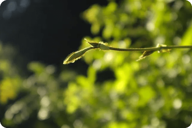 식이섬유 다이어트 한국 음식으로 효과 두 배?