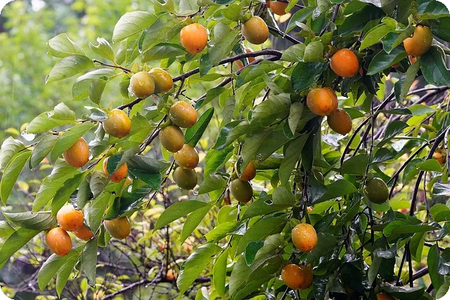계절별 식재료 선택법으로 건강을 챙기자