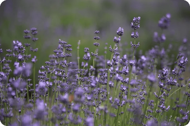 라벤더 아로마 테라피로 불면증 없애기