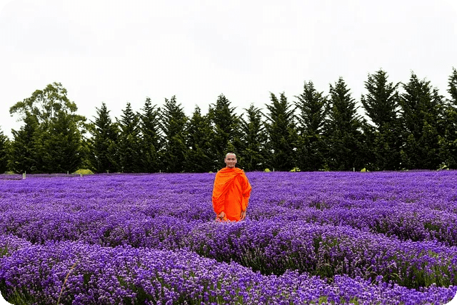 라벤더 아로마 테라피로 불면증 없애기