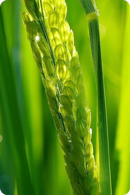 영양제 복용 가이드와 필수 사항