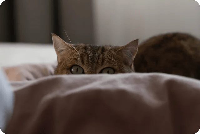 체지방 감소와 스트레스 관리로 성공하자