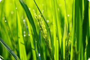 항염증 식단으로 건강 지키기 팁