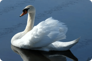 거울로 교정하는 골프 스윙 자세