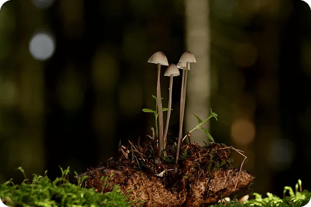 야구 투구폼 종류와 특징은