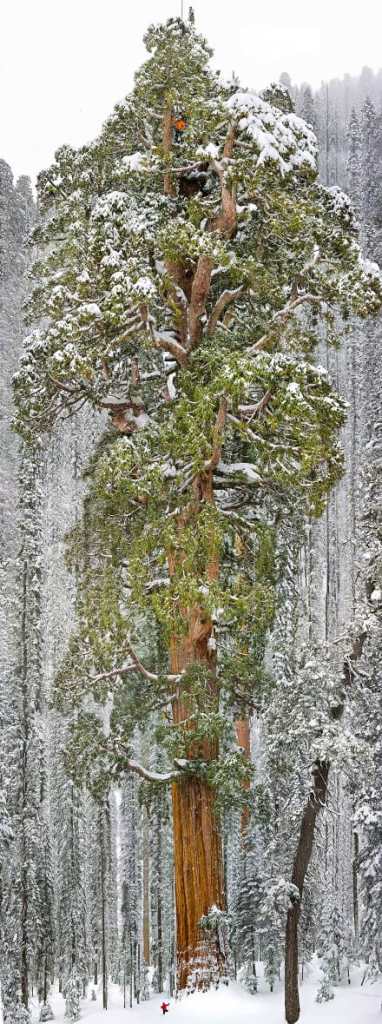 most amazing tallest trees picture