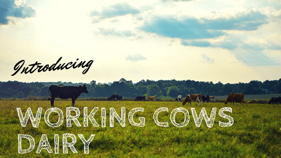 Working Cows local organic dairy farm