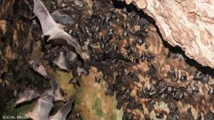 Bat sightings at Abu Simbel Temple on the rise – are they a threat?