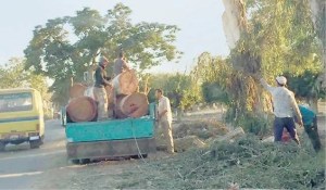 Official dismissed, 3 suspects apprehended for tree felling in Kafr al-Sheikh and Gharbiya