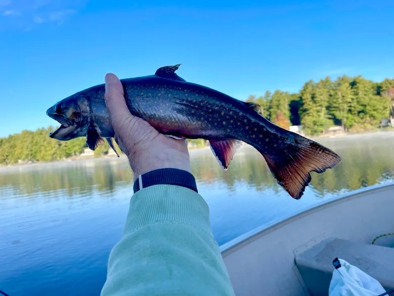 angler in boat holding up a brook trout caught while trolling for trout on Norton Pond