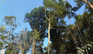 Brazil Nut Wikipedia