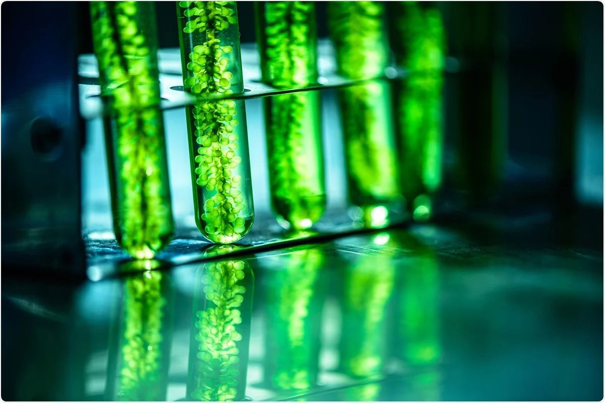 New species of microalgae discovered