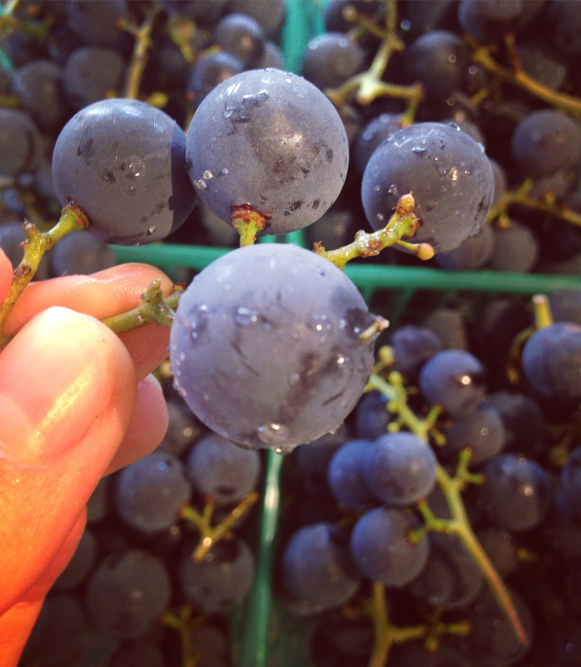 concord grapes