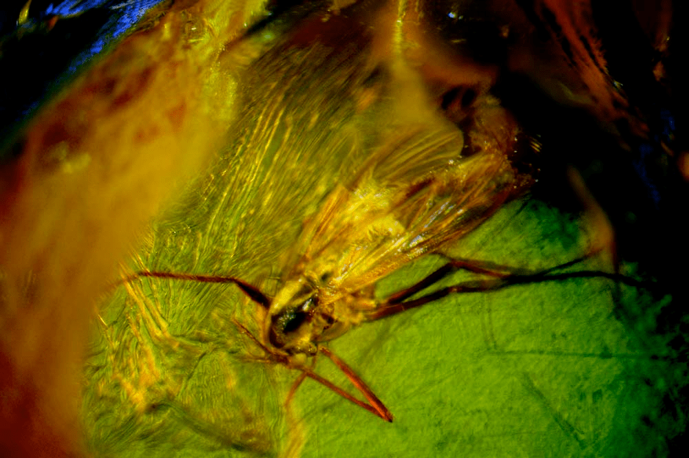 amber moth 1small.webp