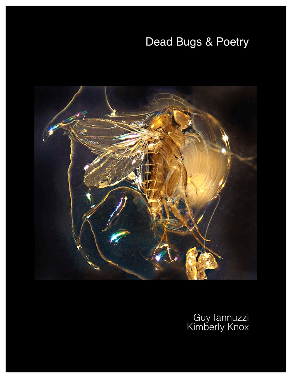 amber poetry book cover 2.webp