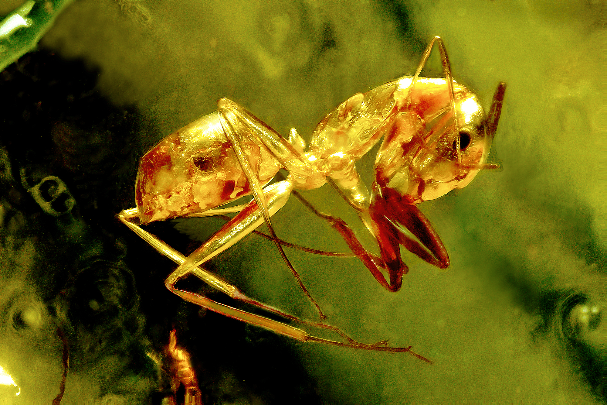 ant c overview master small.webp