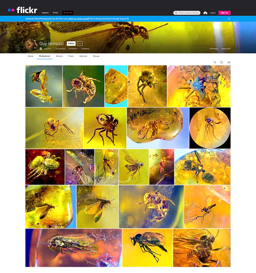 home page flicker website.webp