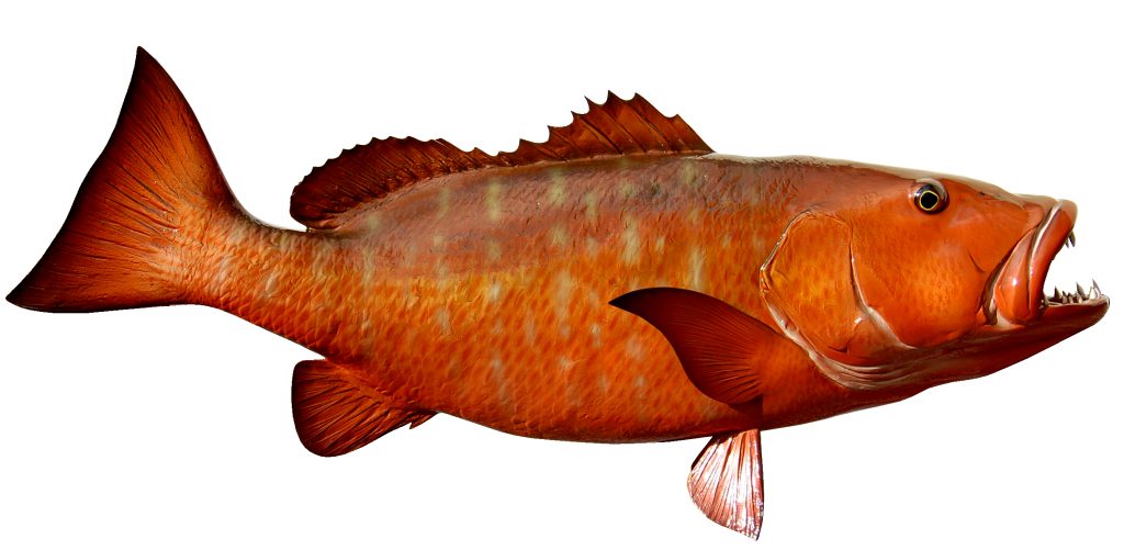 Cubera Snapper from Amberjack Tours Costa Rica. Amberjack Fishing Costa Rica. Sunset Tours, Beach Hopping, Fishing Papagayo. Playa Flamingo Deep Sea Fishing Charters Costa Rica. Sport Fishing Costa Rica. Private Charters Costa Rica. Fishing Guanacaste Costa Rica.