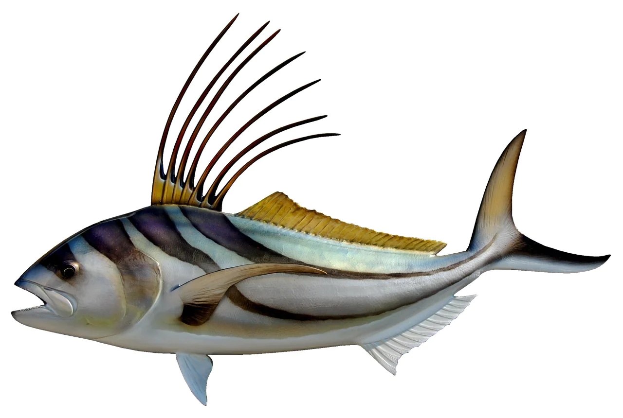 Roosterfish from Amberjack Tours Costa Rica. Amberjack Fishing Costa Rica. Sunset Tours, Beach Hopping, Fishing Papagayo. Playa Flamingo Deep Sea Fishing Charters Costa Rica. Sport Fishing Costa Rica. Private Charters Costa Rica. Fishing Guanacaste Costa Rica.