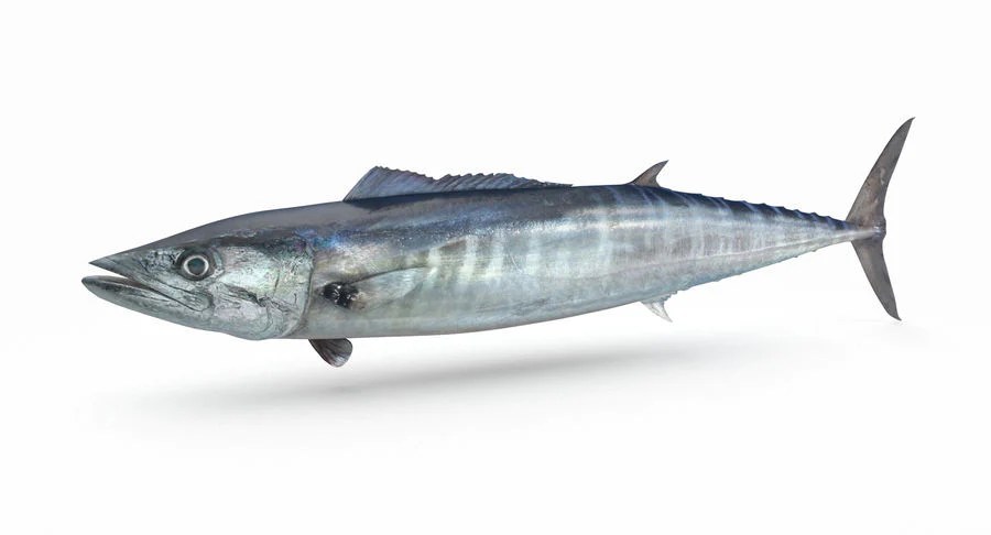 Wahoo from Amberjack Tours Costa Rica. Amberjack Fishing Costa Rica. Sunset Tours, Beach Hopping, Fishing Papagayo. Playa Flamingo Deep Sea Fishing Charters Costa Rica. Sport Fishing Costa Rica. Private Charters Costa Rica. Fishing Guanacaste Costa Rica.