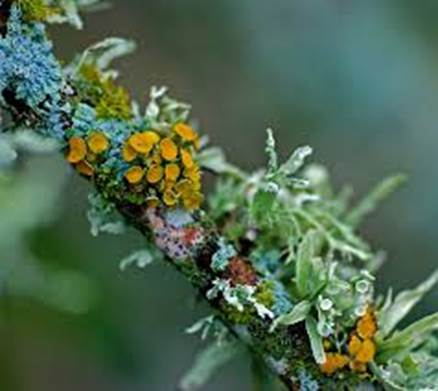 The natural world is full of synergies. Places where the impact of the whole is greater than the sum of the individual parts.