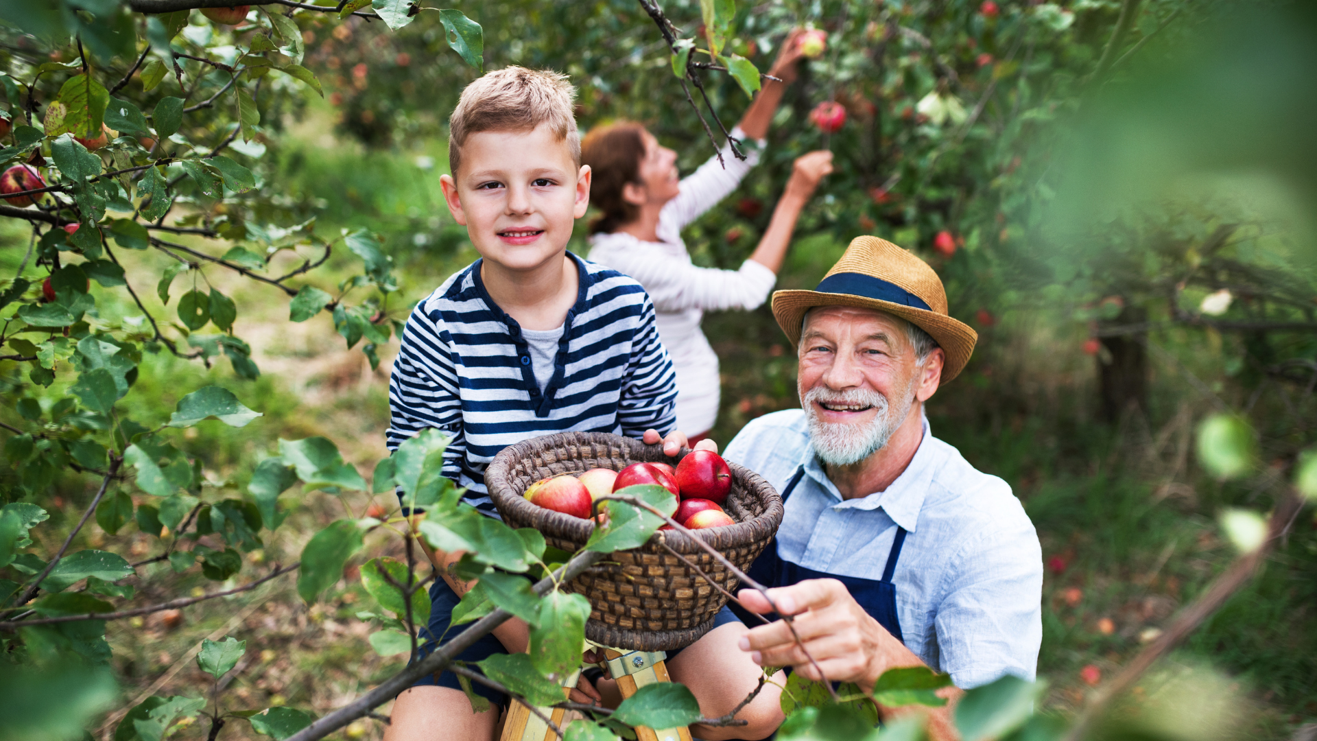 fruit trees, shade trees, and shrubs all benefit from foliar feeding with micronized biochar and micronutrients