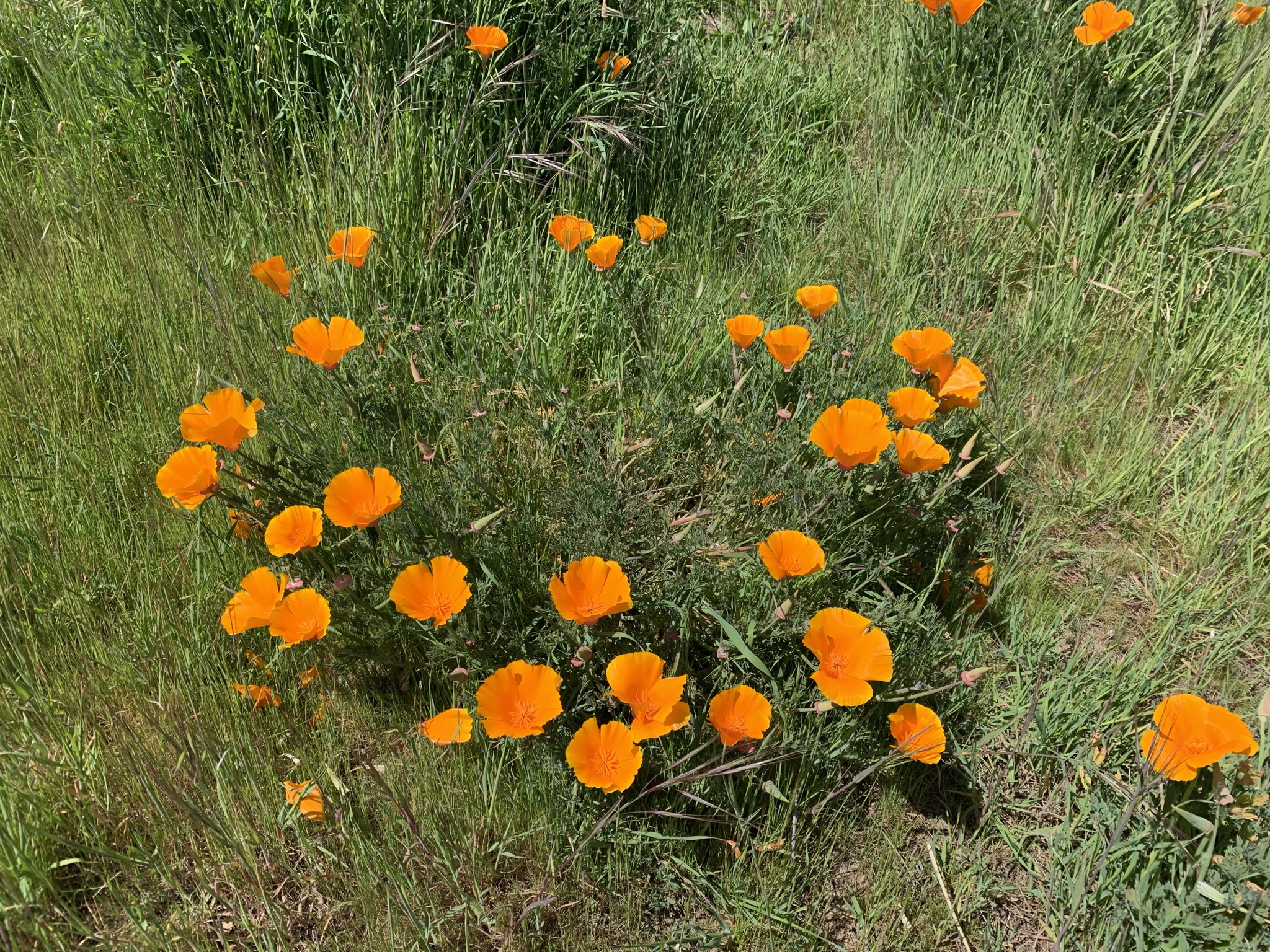 California poppies