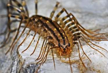 silverfish centipedes rid centipede pest control