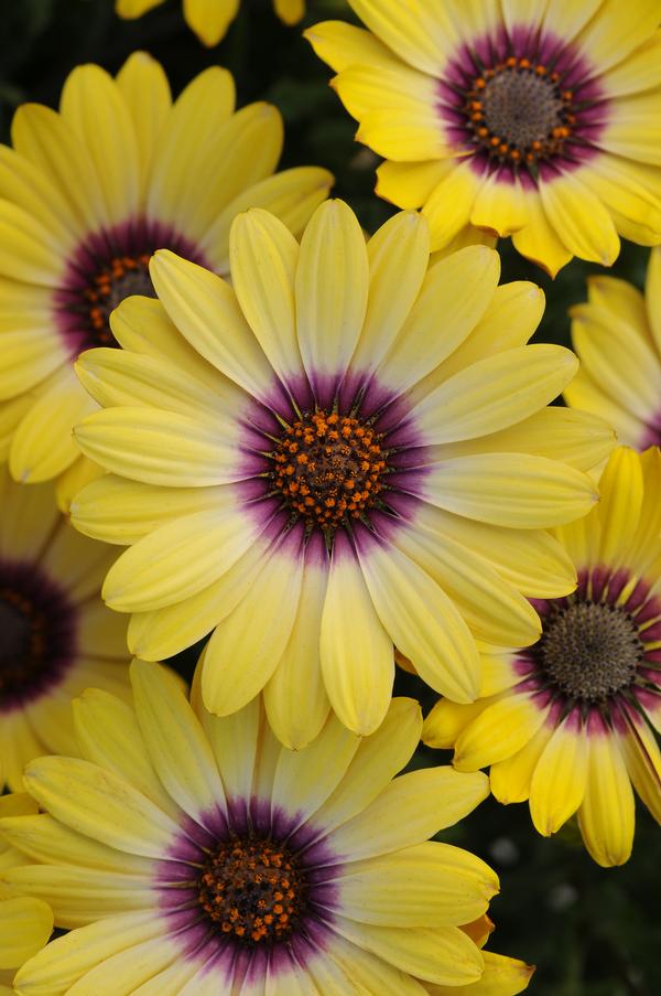 23+ Nice Full Sun Flower Beds / African Daisy Osteospermum Blue Eyed Beauty from American : The sunniest flower of all, sunflowers, love—no surprise here—full sun.