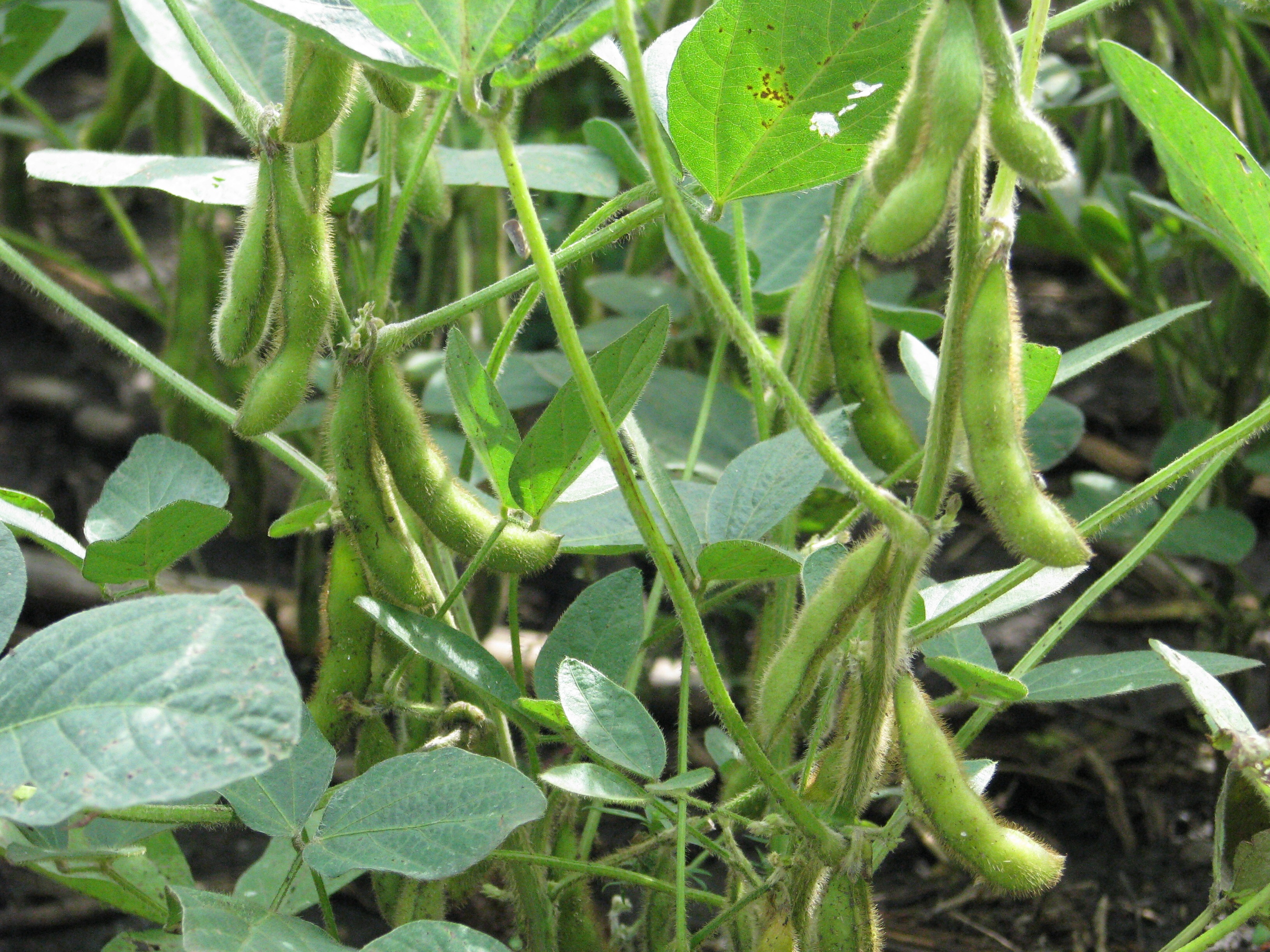 Soybeans; or Edemame.