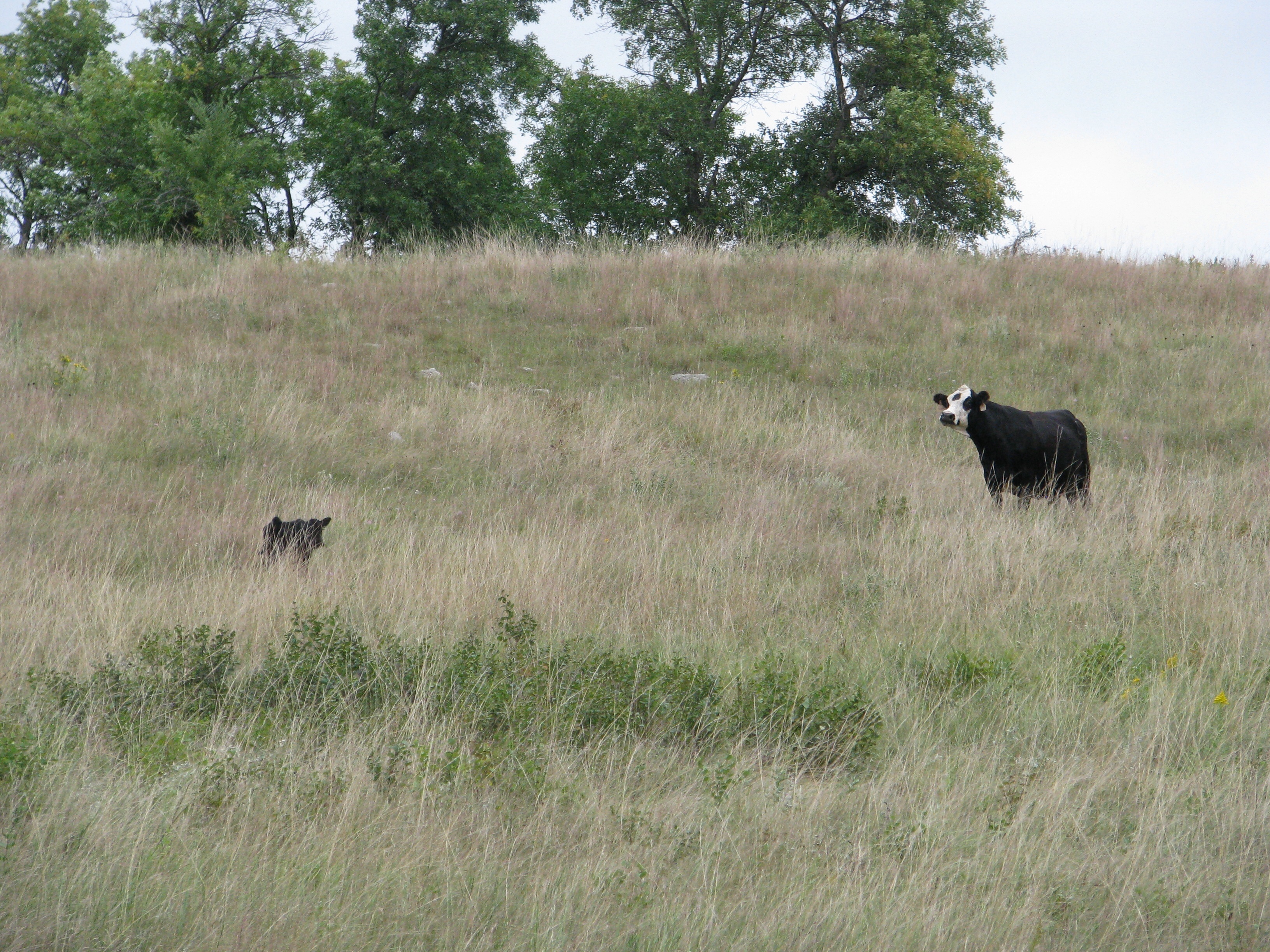 "Junior! Where are you?"