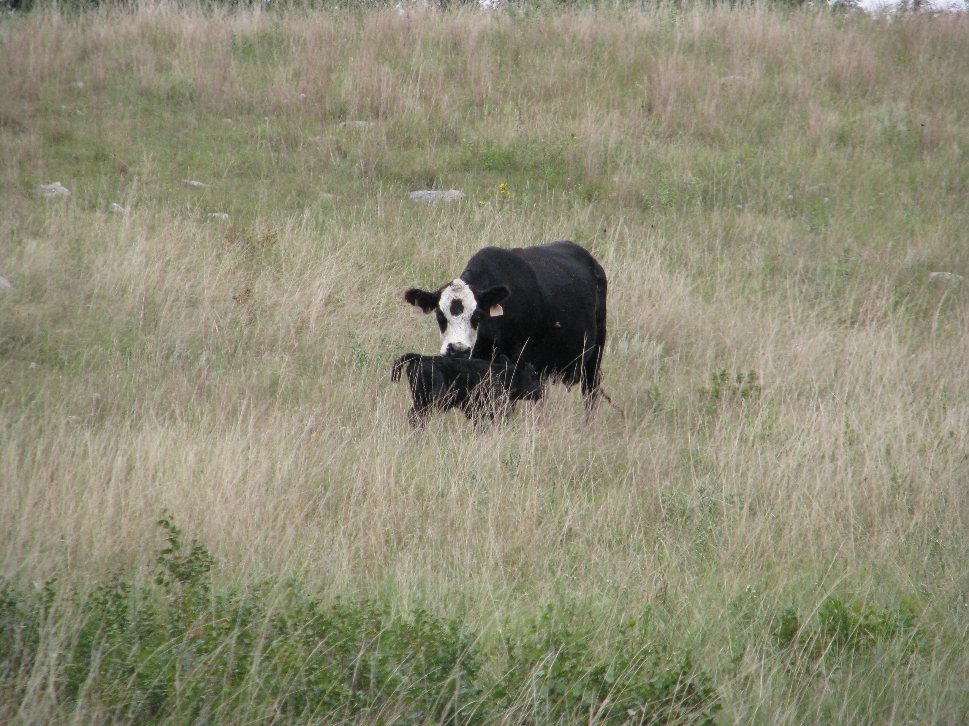 "What did I tell you about wandering off like that?"