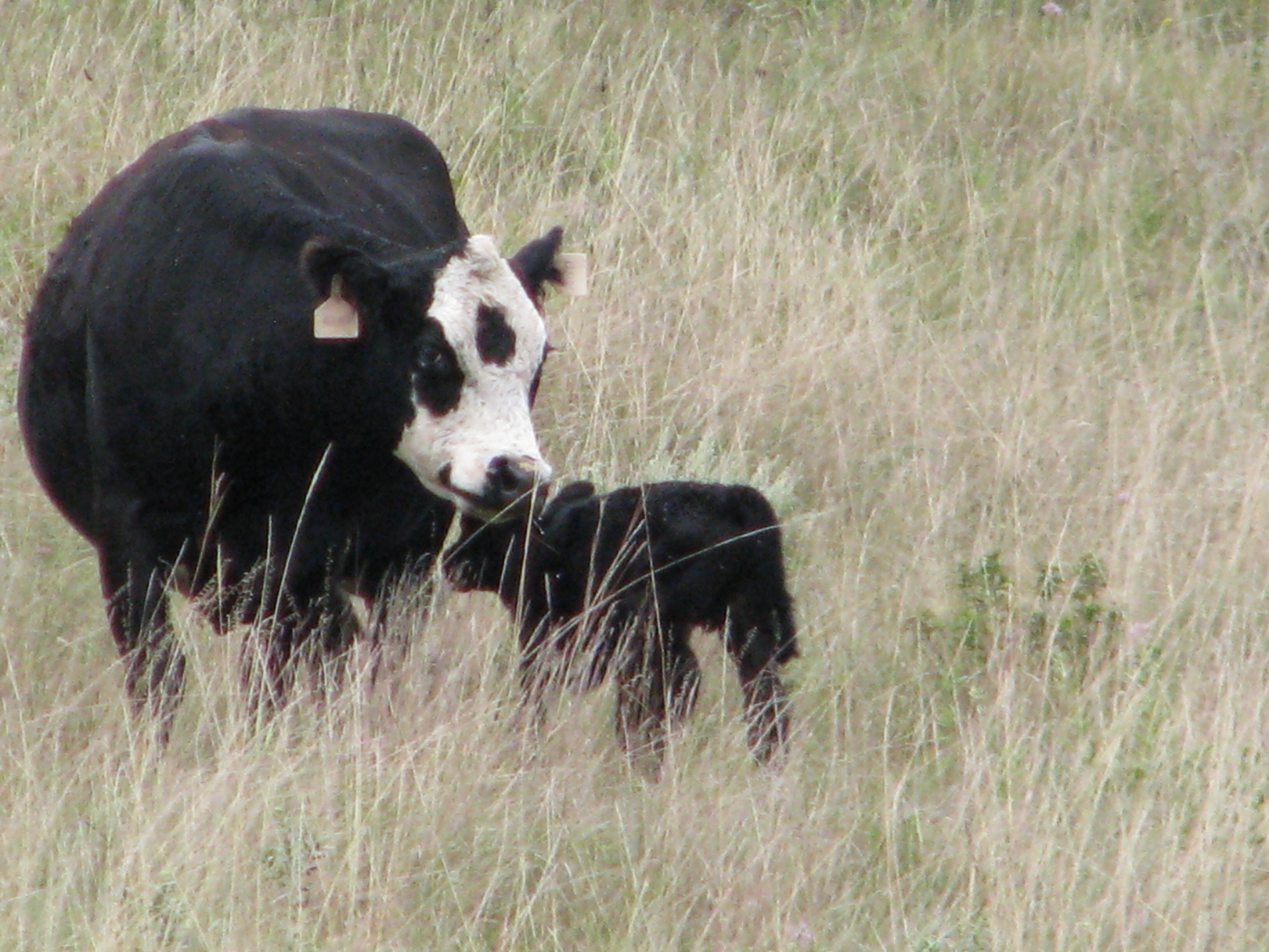 "Now, come along. I found a nice patch a grass just over the hill that will be delicious for your lunch."