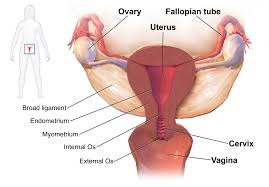 Cpt Code 58340 Hysterosalpingogram/hsg test coding guide