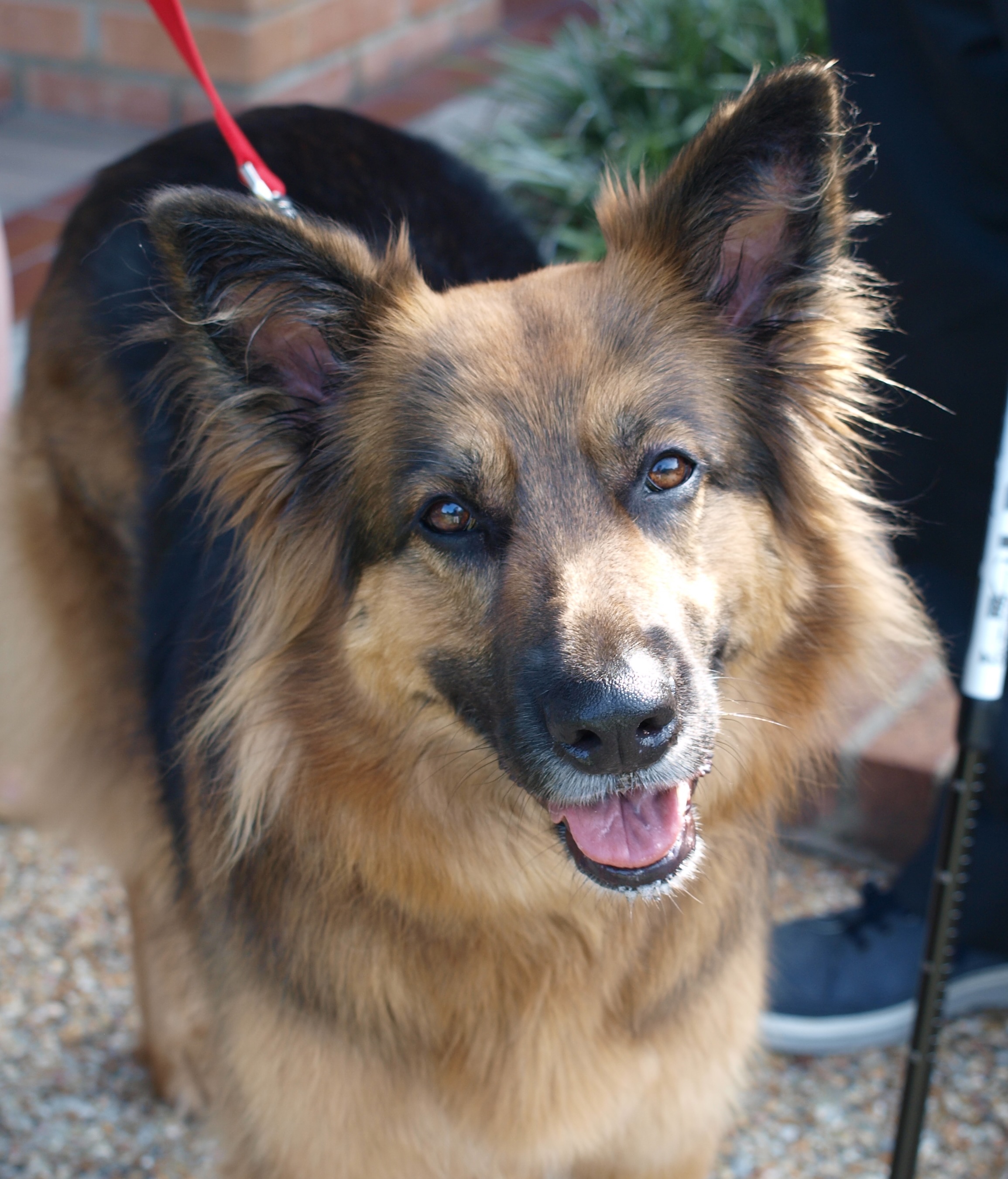 Meet Rosie — The Rose Gardens’ Welcome Dog