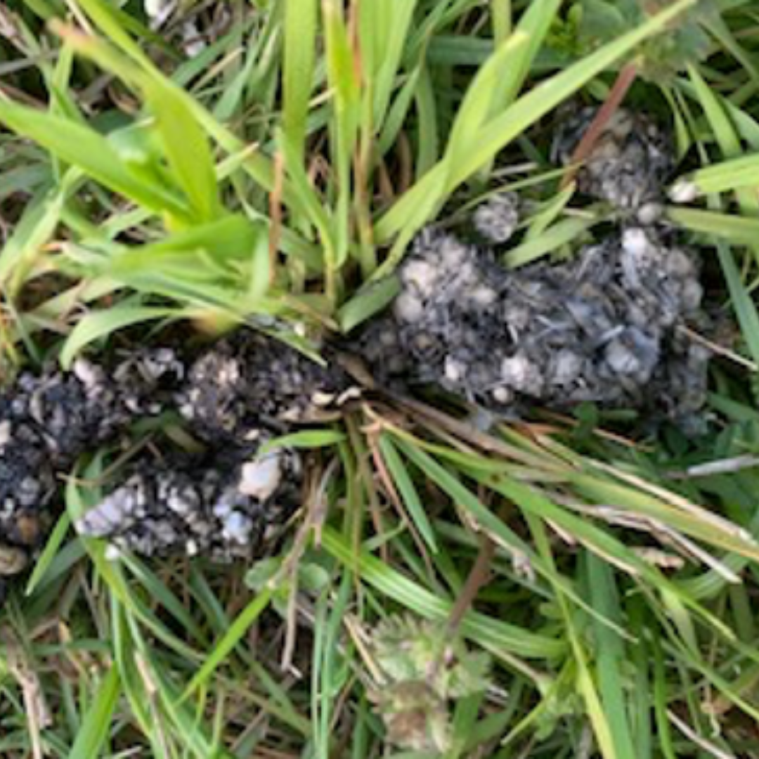 Otter Scat
