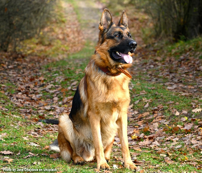 5 Amazing German Shepherd Qualities Americaware