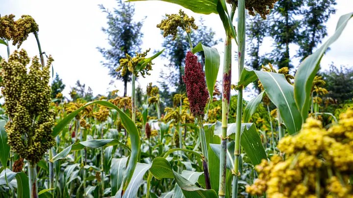 Horse Gram and Fonio Among Top “Opportunity Crops” Identified by Global Initiative to Transform Food Systems