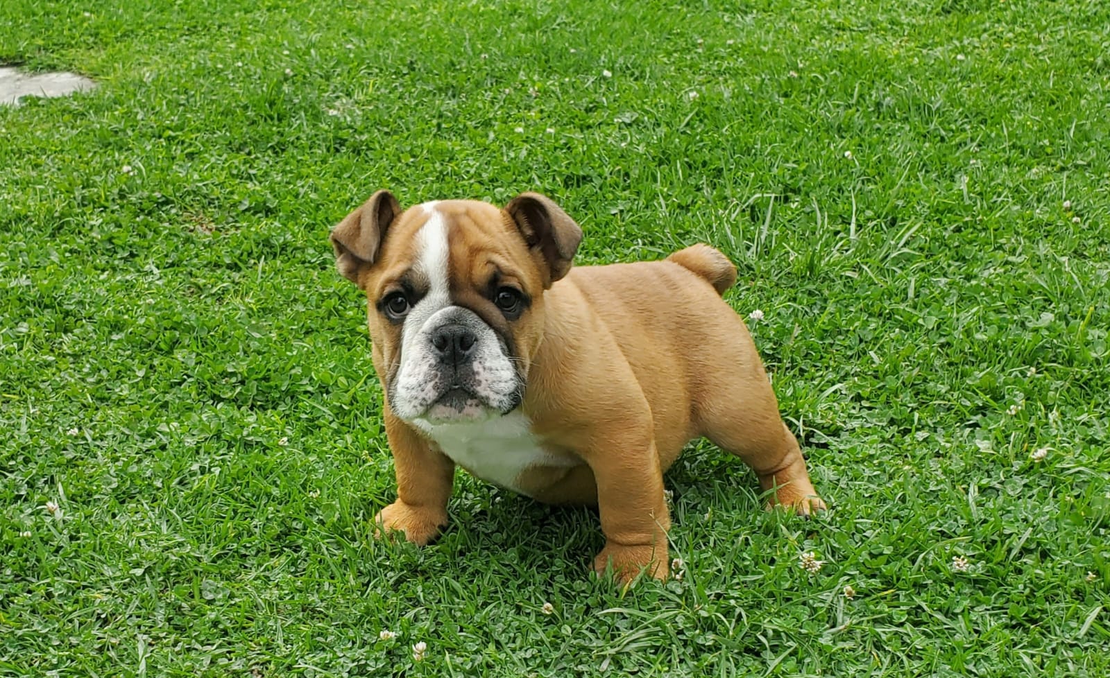 Cachorro Bulldog Inglés