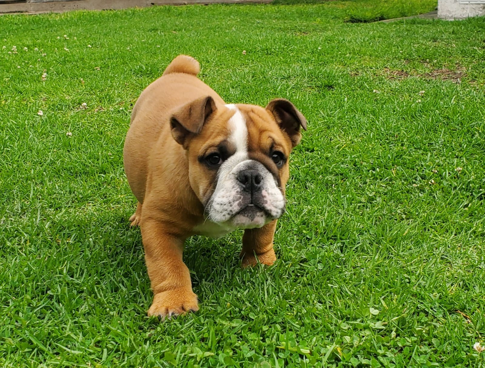 Cachorro Bulldog Inglés