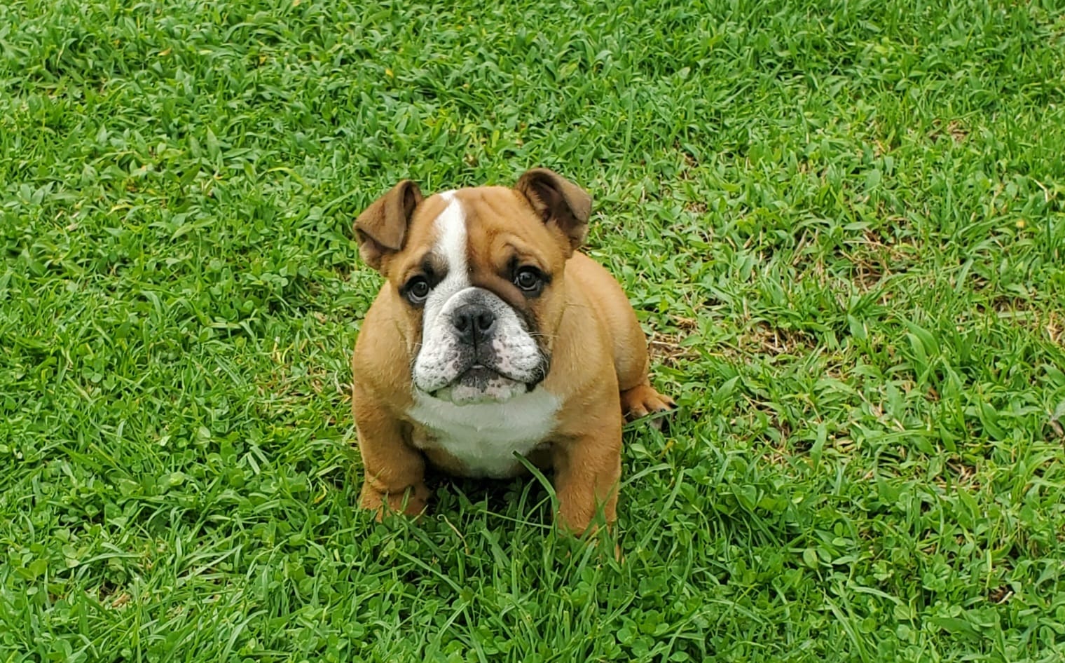 Cachorro Bulldog Inglés