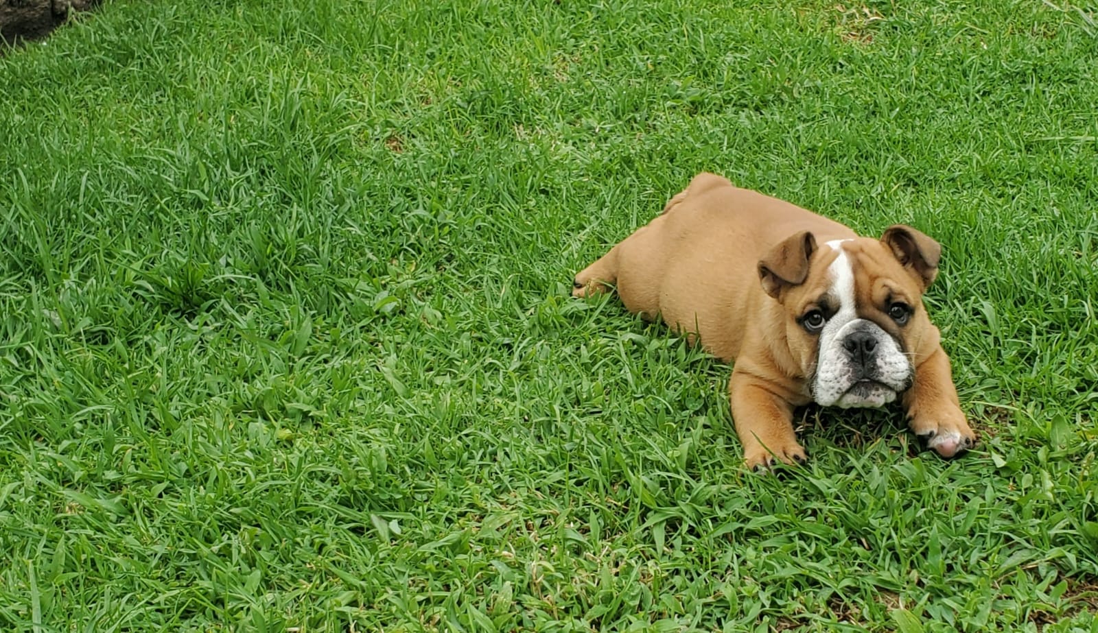 Cachorro Bulldog Inglés