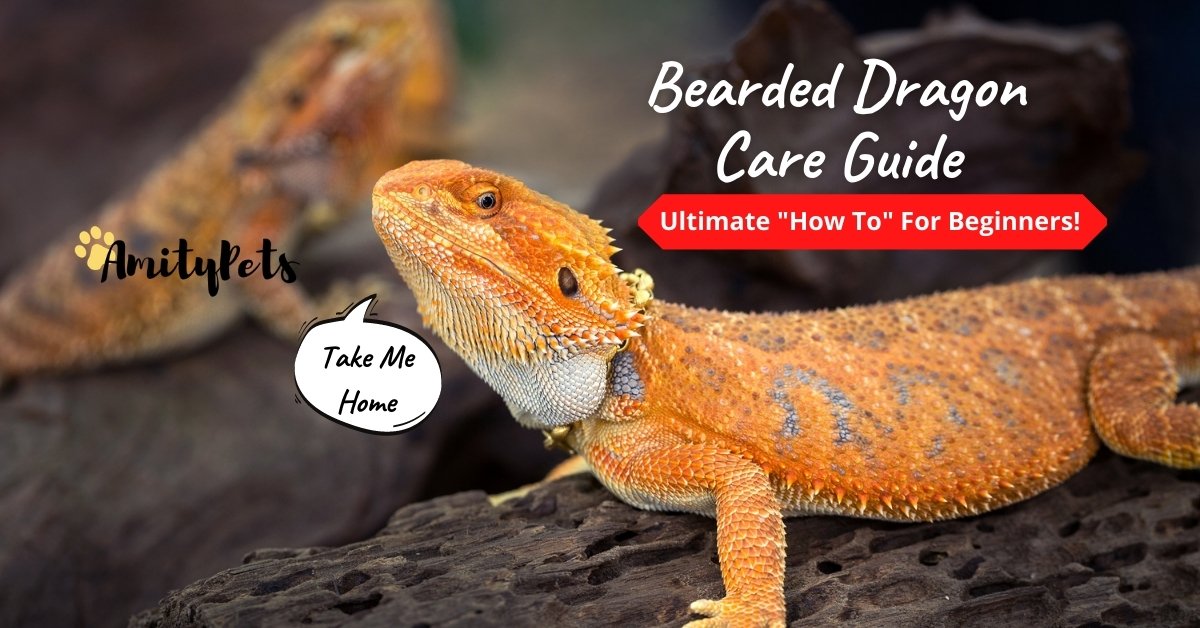Bearded dragon care guide [ultimate how-to for beginners]
