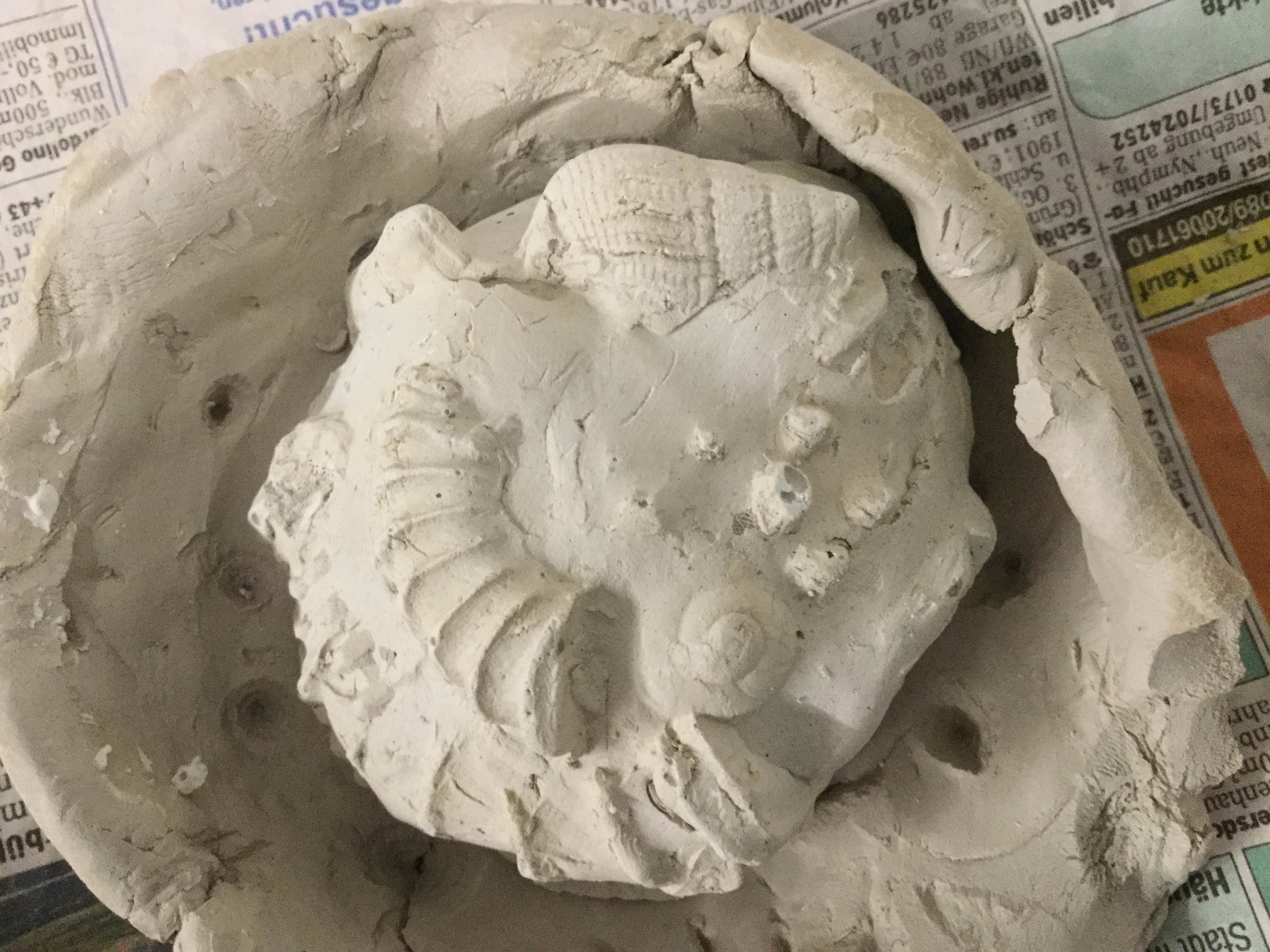 Hier ist jetzt der Gipsabdruck. Es ist ein Ammonit, Muscheln und Schnecken.