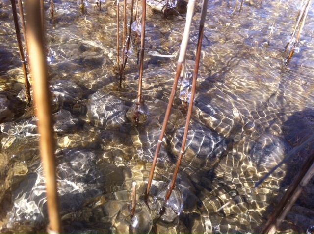 Eis am Schilf im See.